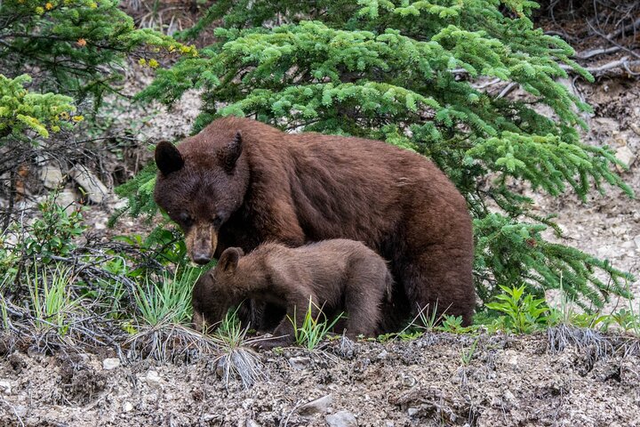 Jasper Wildlife and Sightseeing Tour with Maligne Lake Hike