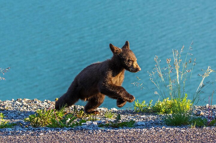 Jasper Wildlife & Sightseeing Tour with Maligne Lake Cruise