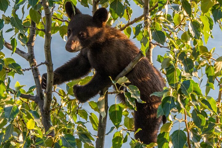 Jasper Wildlife and Sightseeing Tour with Maligne Lake Hike