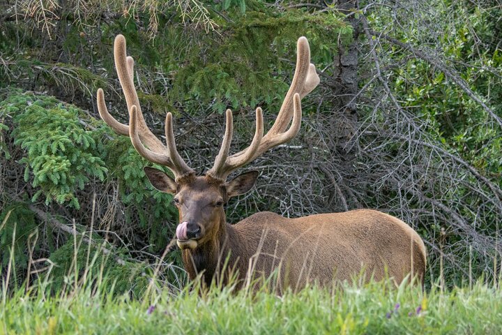 Jasper Wildlife & Sightseeing Tour with Maligne Lake Cruise
