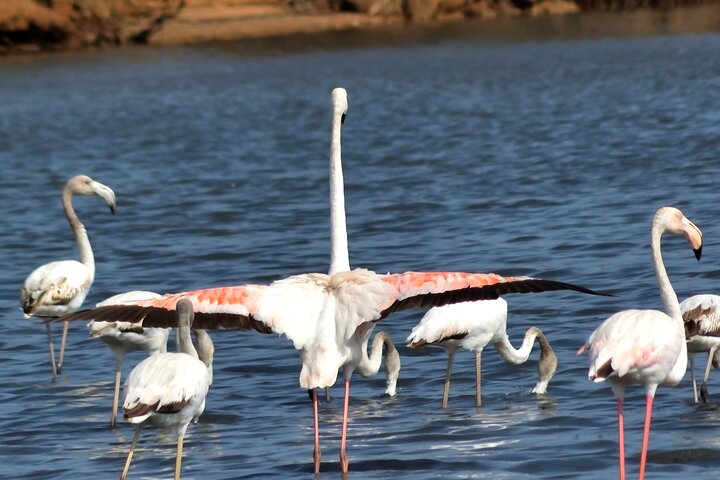 Ria Formosa Natural Park and Islands Boat Cruise from Faro
