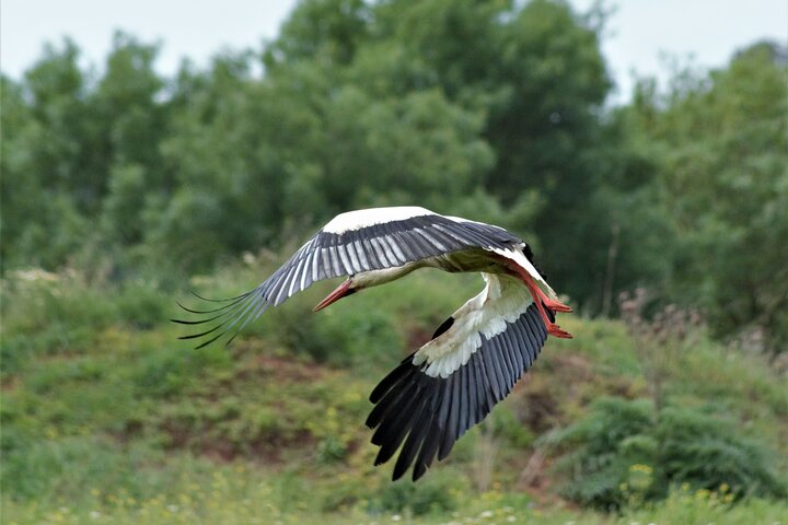 Ria Formosa Natural Park and Islands Boat Cruise from Faro