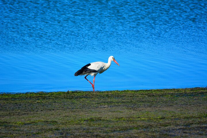 Ria Formosa Natural Park and Islands Boat Cruise from Faro
