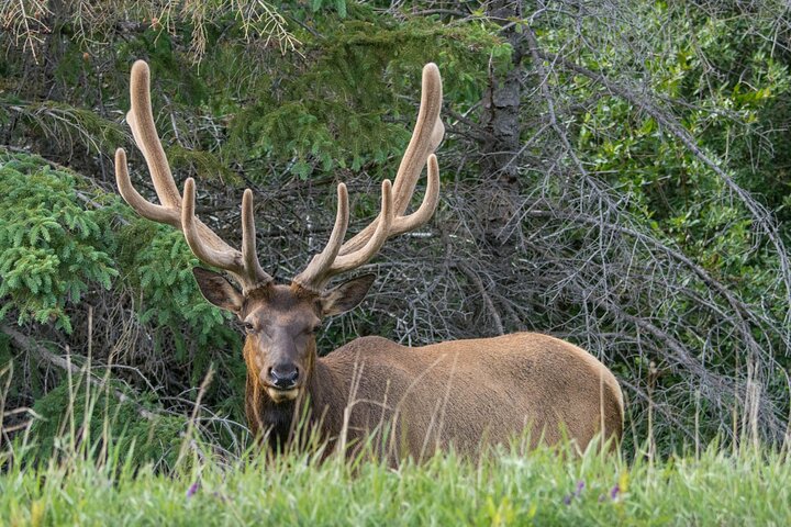 Jasper Wildlife and Sightseeing Tour with Maligne Lake Hike