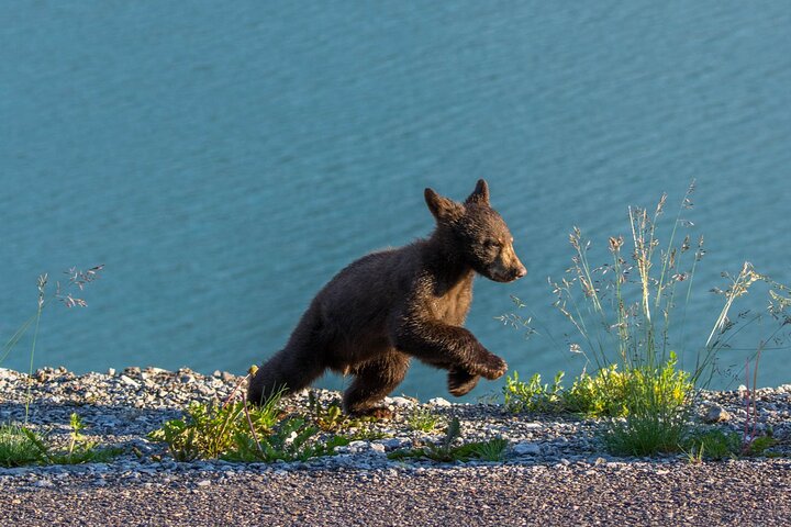Jasper Wildlife and Sightseeing Tour with Maligne Lake Hike