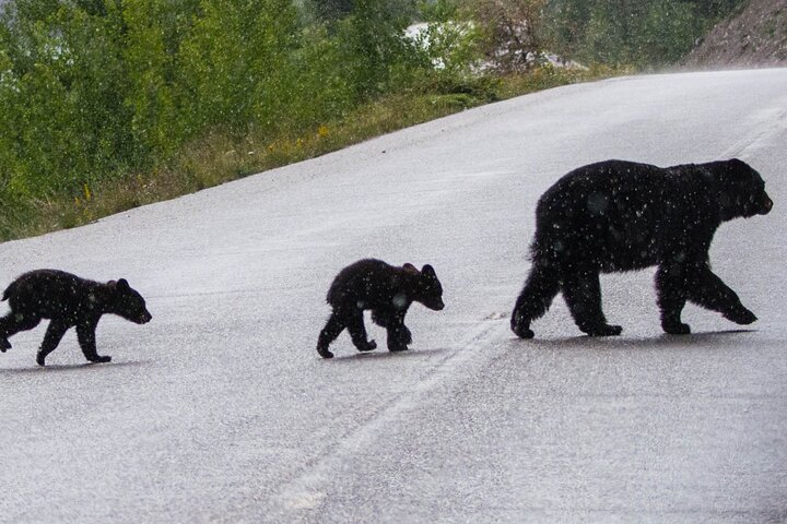 Jasper Wildlife and Sightseeing Tour with Maligne Lake Hike