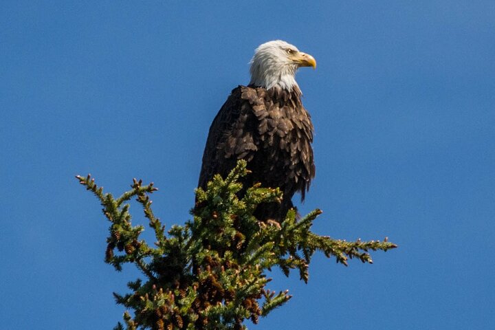 Jasper Wildlife and Sightseeing Tour with Maligne Lake Hike
