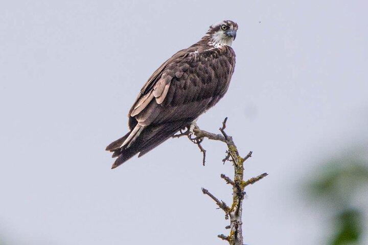 Jasper Wildlife and Sightseeing Tour with Maligne Lake Hike