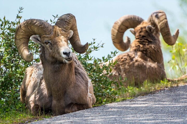 Jasper Wildlife and Sightseeing Tour with Maligne Lake Hike