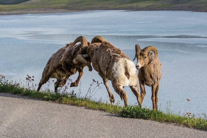 Jasper Evening Wildlife Tour