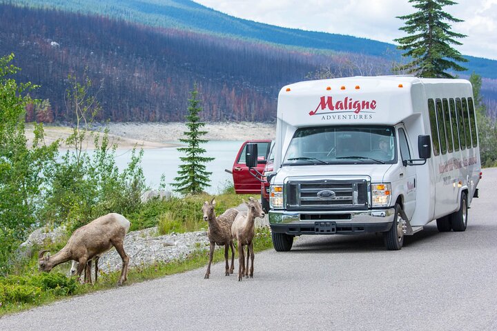 Jasper Evening Wildlife Tour