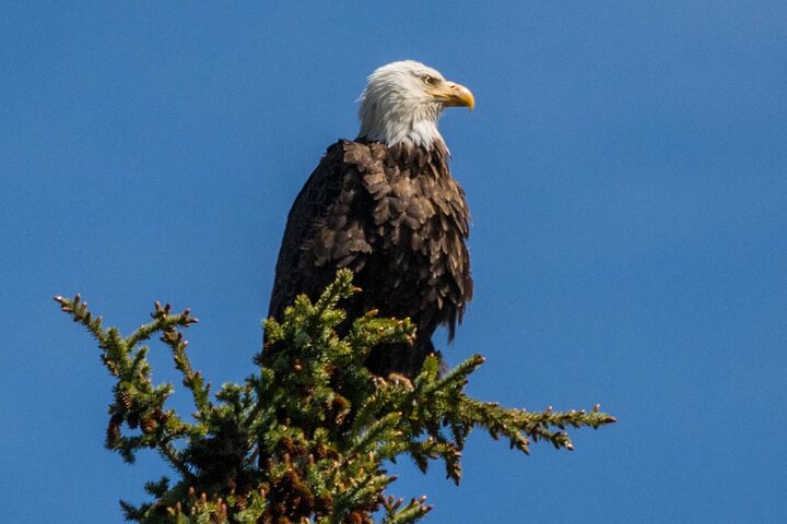 Jasper Evening Wildlife Tour