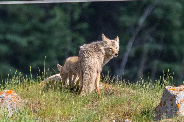 Jasper Evening Wildlife Tour