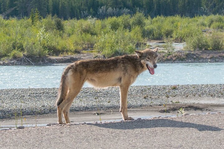 Jasper Evening Wildlife Tour
