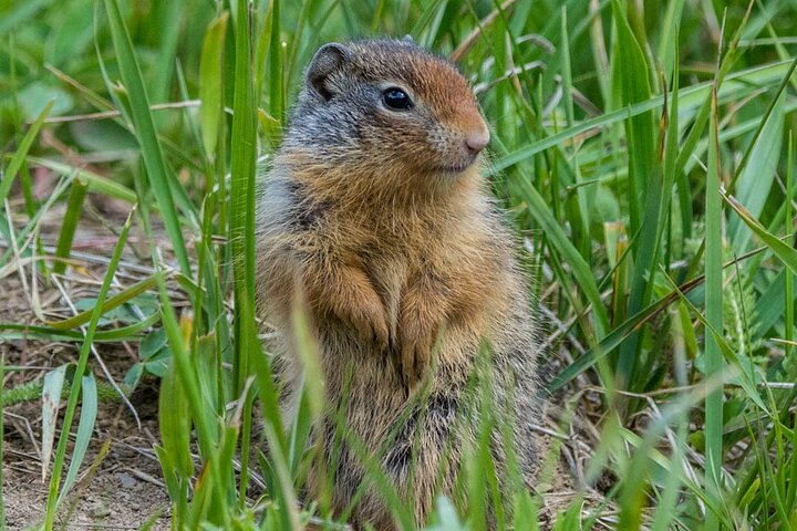 Jasper Evening Wildlife Tour