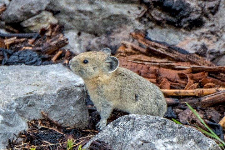 Jasper Evening Wildlife Tour