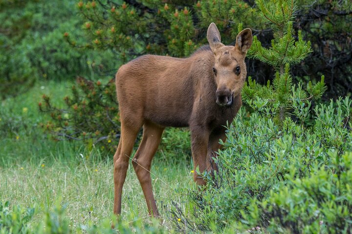 Jasper Evening Wildlife Tour