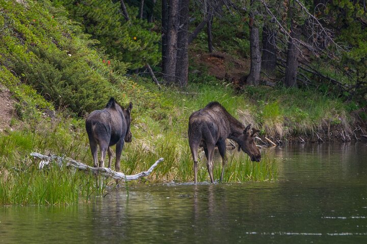 Jasper Evening Wildlife Tour