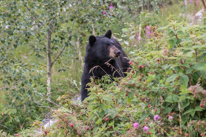 Jasper Evening Wildlife Tour