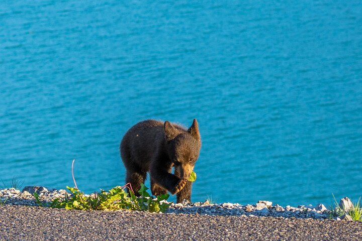 Jasper Evening Wildlife Tour