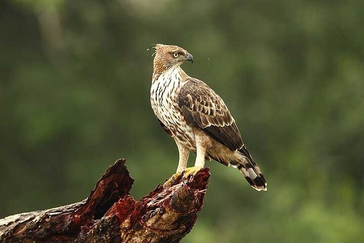Wilpattu National Park Jeep Safari from Negombo / Waikkal (All Inclusive)