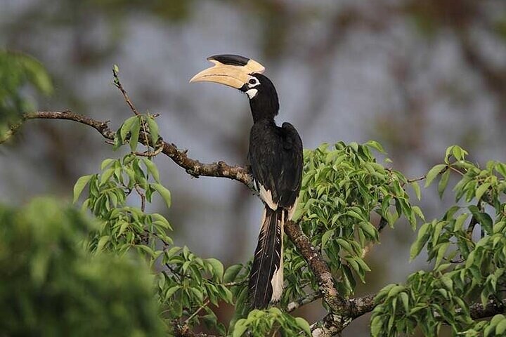 Wilpattu National Park Jeep Safari from Negombo / Waikkal (All Inclusive)