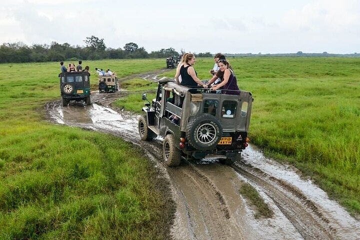 Wilpattu National Park Jeep Safari from Negombo / Waikkal (All Inclusive)