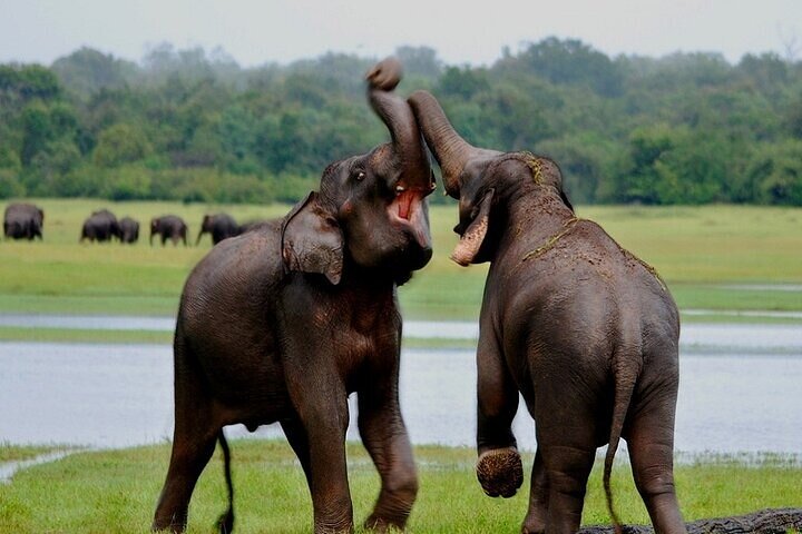 Wilpattu National Park Jeep Safari from Negombo / Waikkal (All Inclusive)