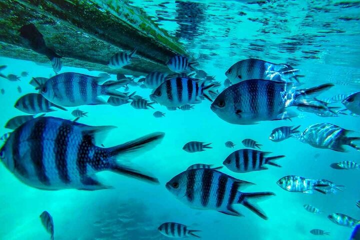 East Adventure with Blue Bay Marine Park, Crocodile Park & Lunch