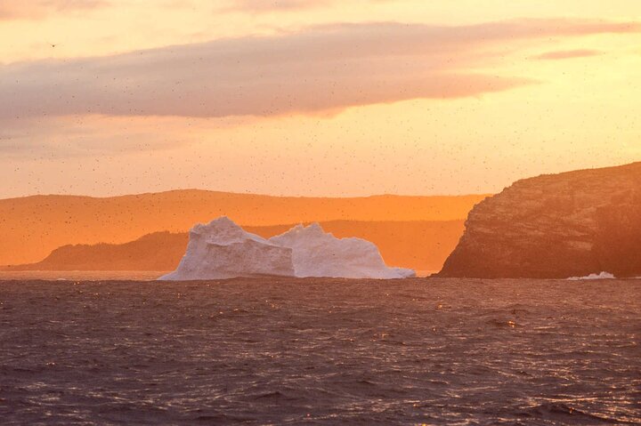 Newfoundland Puffin and Whale Watch Cruise