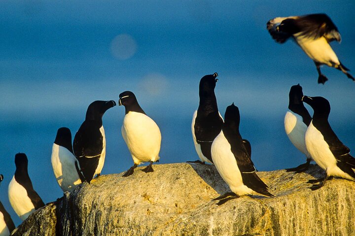 Newfoundland Puffin and Whale Watch Cruise