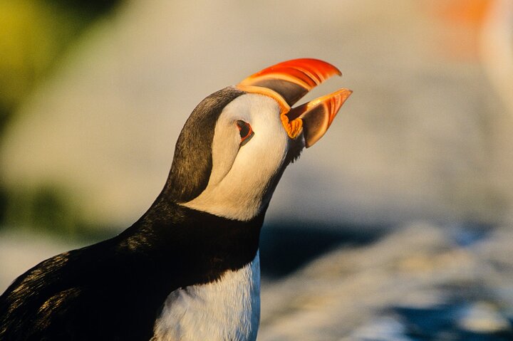 Newfoundland Puffin and Whale Watch Cruise