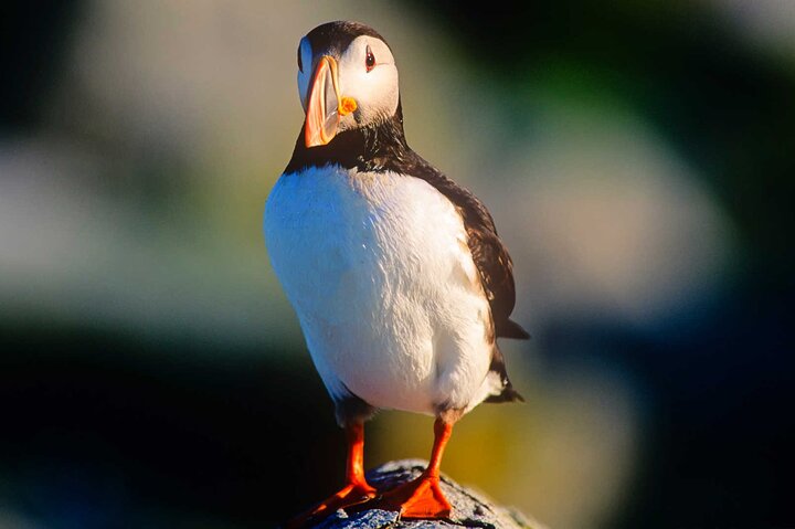 Newfoundland Puffin and Whale Watch Cruise