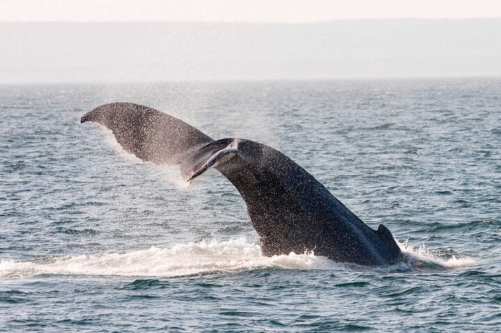 Newfoundland Puffin and Whale Watch Cruise