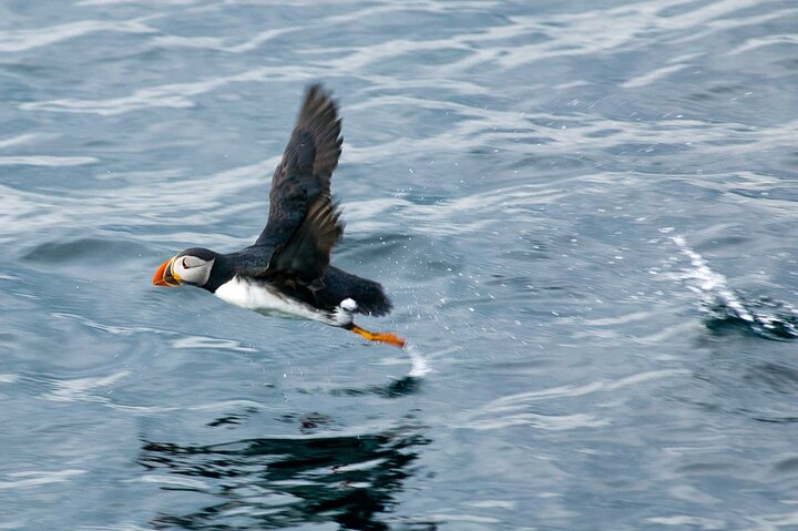 Newfoundland Puffin and Whale Watch Cruise