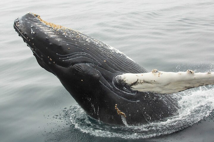 Newfoundland Puffin and Whale Watch Cruise