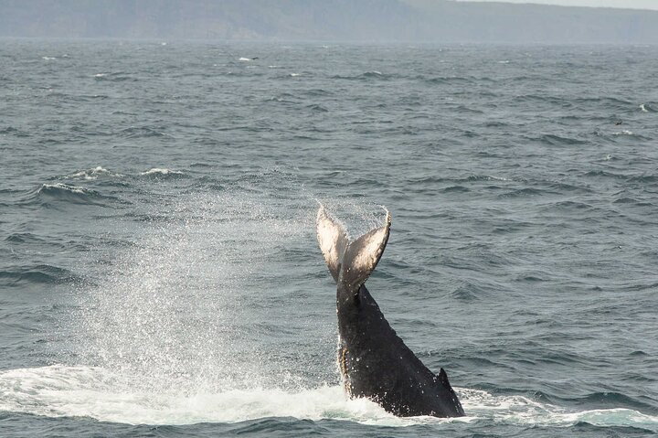 Newfoundland Puffin and Whale Watch Cruise