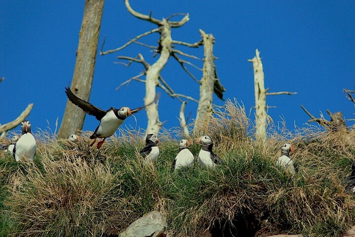 Newfoundland Puffin and Whale Watch Cruise