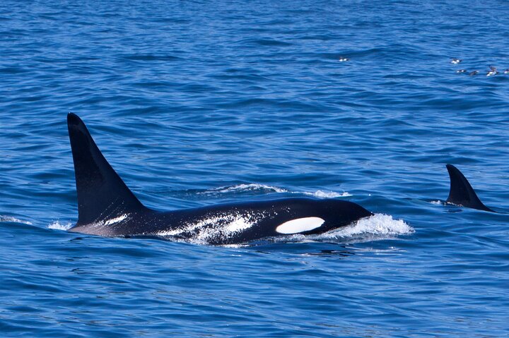 Newfoundland Puffin and Whale Watch Cruise