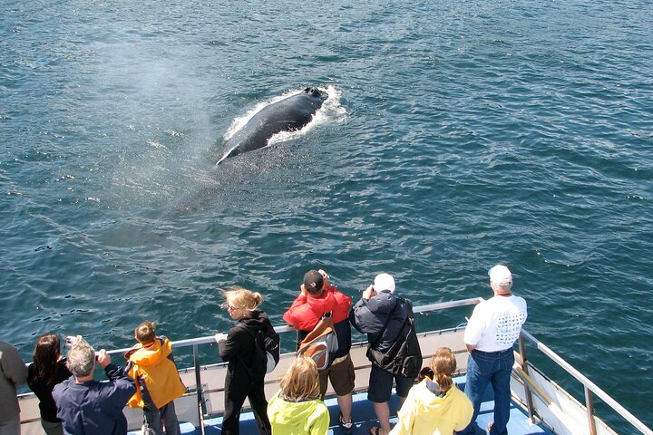 Newfoundland Puffin and Whale Watch Cruise
