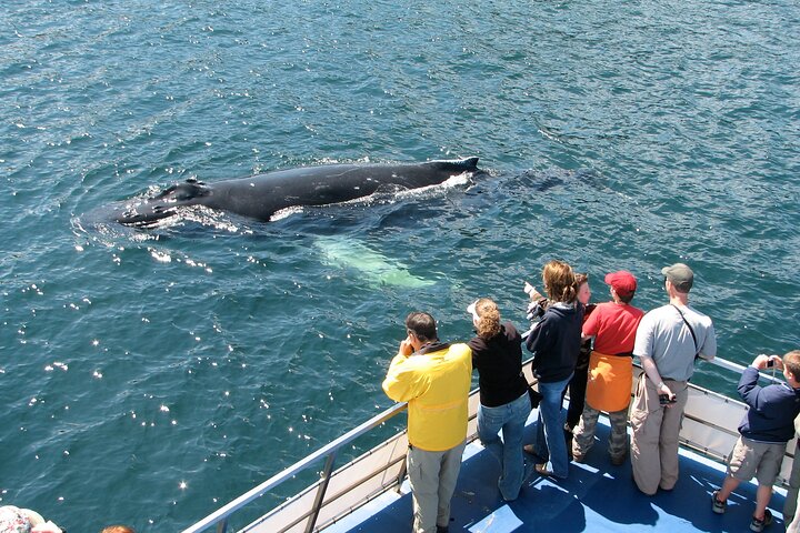 Newfoundland Puffin and Whale Watch Cruise