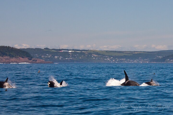 Newfoundland Puffin and Whale Watch Cruise