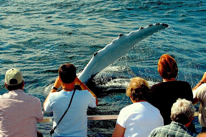 Newfoundland Puffin and Whale Watch Cruise