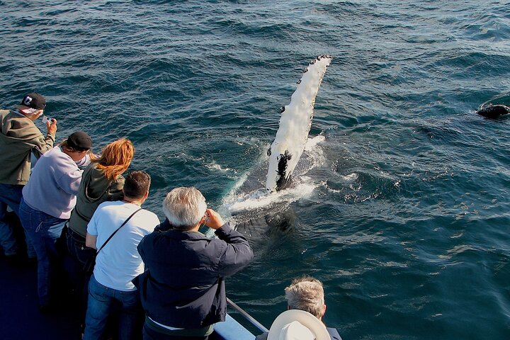 Newfoundland Puffin and Whale Watch Cruise