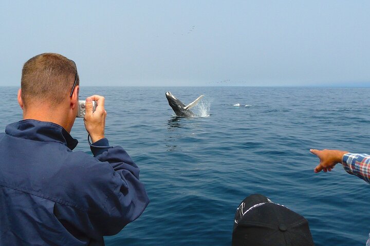 Newfoundland Puffin and Whale Watch Cruise