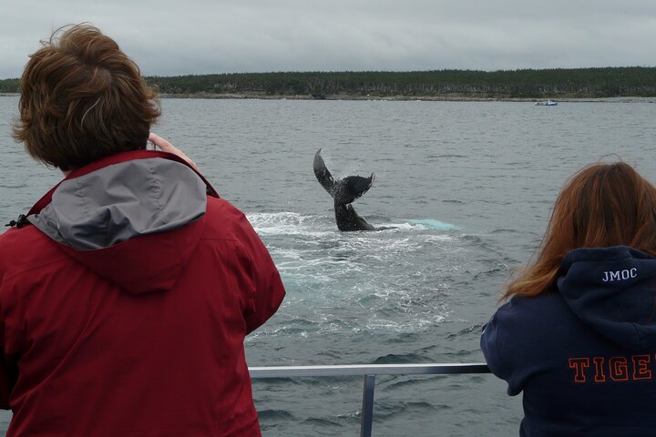 Newfoundland Puffin and Whale Watch Cruise