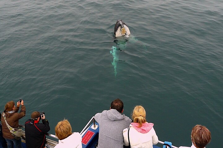 Newfoundland Puffin and Whale Watch Cruise