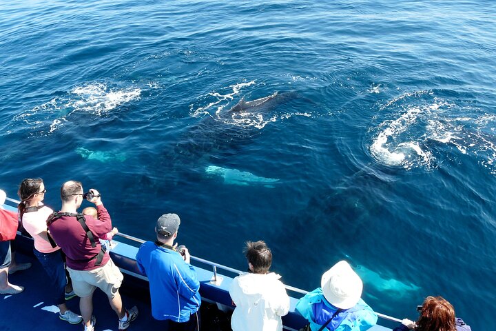 Newfoundland Puffin and Whale Watch Cruise