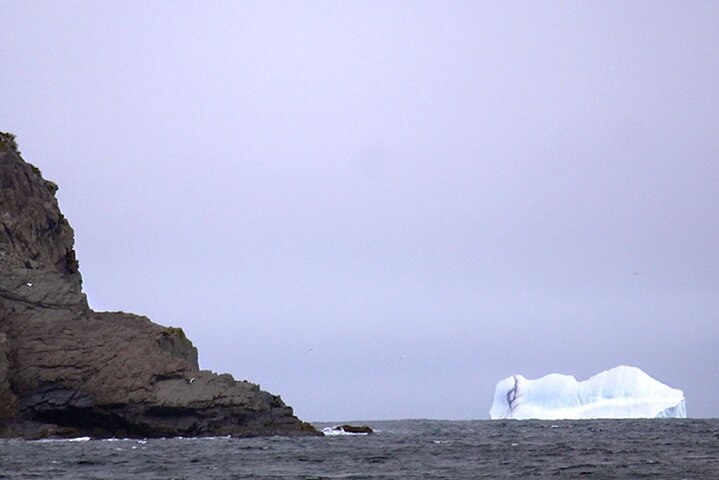 Newfoundland Puffin and Whale Watch Cruise