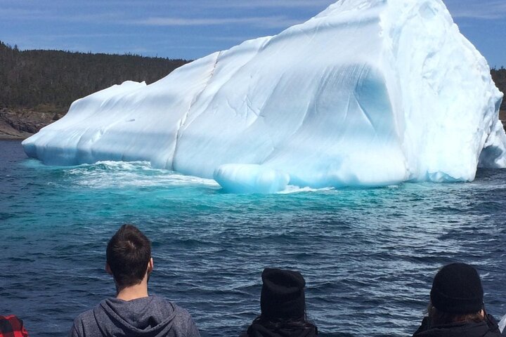 Newfoundland Puffin and Whale Watch Cruise
